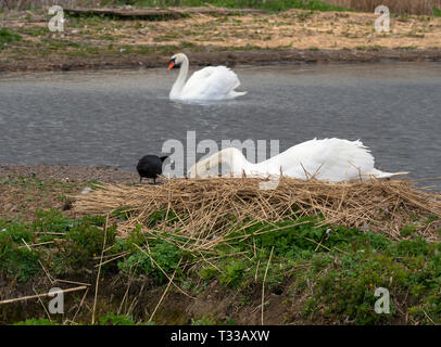 Mute Swans Cygnus olar nesting and coot stealing nesting material Fleet lagoon Dorset Stock Photo