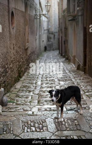 Dog standing on stone cobbles on guard in cobbled street alleyway in Erice, Sicily, Italy Stock Photo