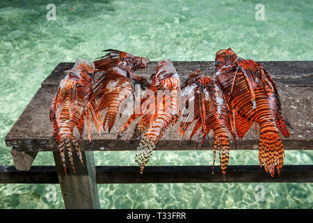 Invasive Lionfish caught to feed crocodiles, Pterois volitans, Banco Chinchorro, Caribbean Sea, Mexico Stock Photo
