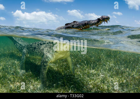 American Crocodile, Crocodylus acutus, Banco Chinchorro, Caribbean Sea, Mexico Stock Photo