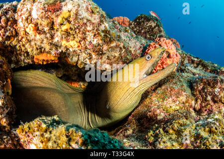 Panamic Green Moray Eel, Gymnothorax castaneus, La Paz, Baja California Sur, Mexico Stock Photo