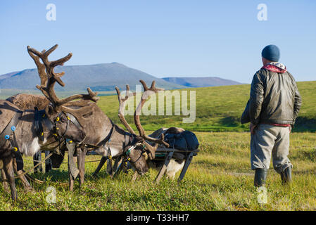 YAMAL, RUSSIA - AUGUST 22, 2018: The reindeer breeder with a reindeer harness in the summer tundra. Yamalo-Nenets Autonomous Area Stock Photo