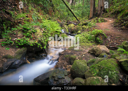 Berry Creek Hiking Trail & Redwoods in Big Basin State Park, Santa Cruz Mountains Stock Photo