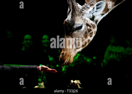 Circus giraffe portrait while looking at you on the black background. Stock Photo
