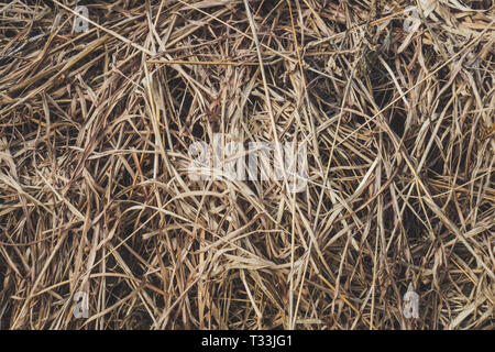 long dry grass as background. brown grass. dry hay Stock Photo