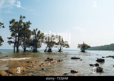 Mangrove trees on the white sand beach. Andaman and Nicobar islands. long island Stock Photo