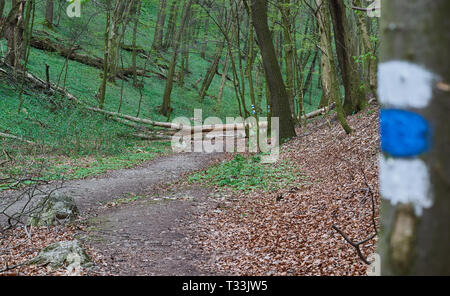 Blue trail marker on a tree beside a winding forest path through green woodland and spring undergrowth. Stock Photo