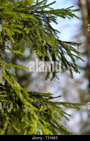 Spruce branch. Stock Photo