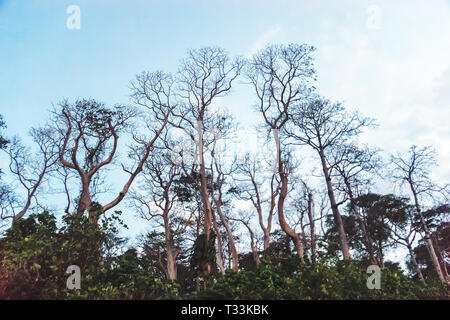 dry tree branches against blue sky. autumn, fall Stock Photo