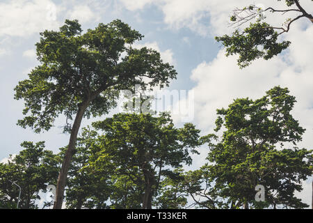 The tops of the pine trees on a background of blue sky with clouds. Background image. easy vintage toning in retro style. Andaman and Nicobar Islands, Stock Photo