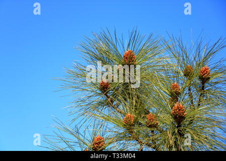Canary Island pine forest in the interior of the Gran Canaria Island in Spain Stock Photo