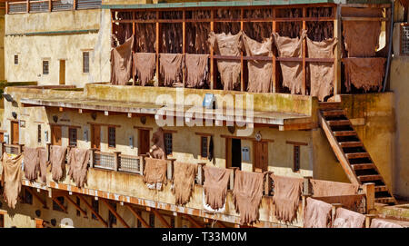 MOROCCO FES MEDINA CHOUARA LEATHER TANNERY CATTLE HIDES DRYING IN THE SUN Stock Photo