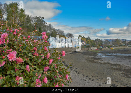 PLOCKTON WESTER ROSS SCOTLAND PINK CAMELLIA FLOWERS ON THE MAIN STREET AND THE BEACH AT LOW TIDE Stock Photo