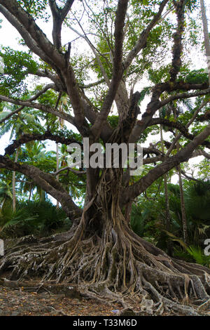 Big roots above the surface. Old tree with large roots in the dense thickets of the jungle in Southeast Asia. Stock Photo