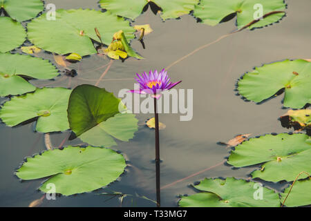 Beautiful purple lotus on a black background. beautiful purple flower swamp Lily Stock Photo