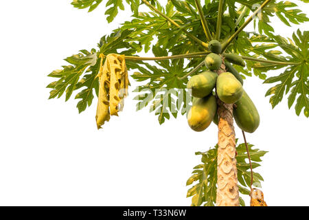 Papaya tree and papaya fruit in the garden isolated on white background. Stock Photo