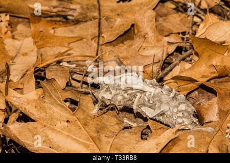 Barred Owl Pellet Stock Photo