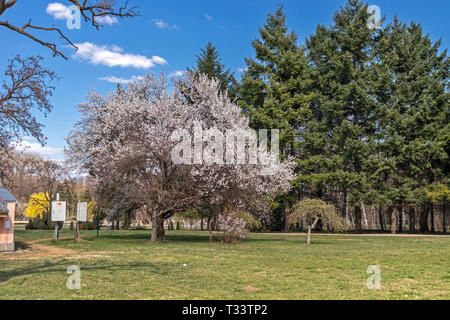 SOFIA, BULGARIA - MARCH 27, 2019: Amazing Spring landscape of South Park in city of Sofia, Bulgaria Stock Photo