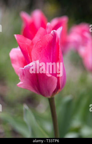 Close up of  pink tulip -Tulipa 'Lydia' flowering in an English garden border in spring, England, UK Stock Photo