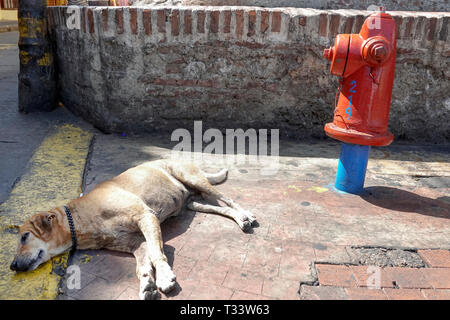 Cartagena Colombia,Center,centre,Getsemani,dog sleeping by fire hydrant,COL190121050 Stock Photo