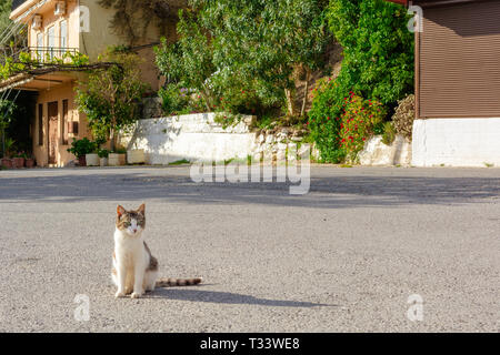 The cat sits on the street and basks in the sun. Traditional Greek village in the mountains of Crete, Greece. Stock Photo