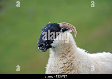 Portrait of black faced sheep. Stock Photo