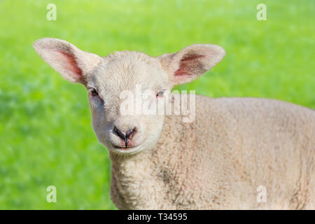 Close up portrait of one newborn white  lamb in green meadow Stock Photo