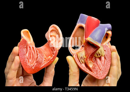 Fingers show inside of human heart model isolated on black background Stock Photo