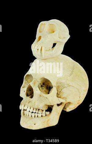 Monkey skull with human skull isolated on black background Stock Photo