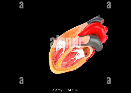 Inside human heart model isolated on black background Stock Photo