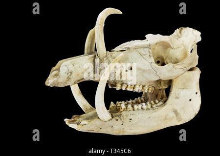 Skull with long tusks and teeth of wild boar isolated on black background Stock Photo
