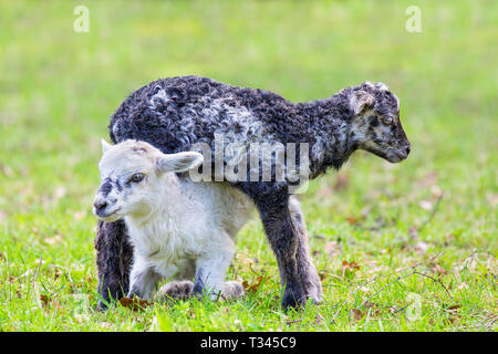 Two newborn black and white lambs playing together in green dutch pasture Stock Photo