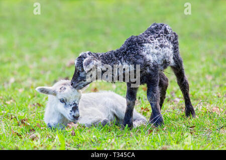 Two newborn black and white lambs together in green pasture during spring season Stock Photo