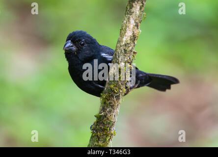 Variable Seed Eater on a branch Stock Photo