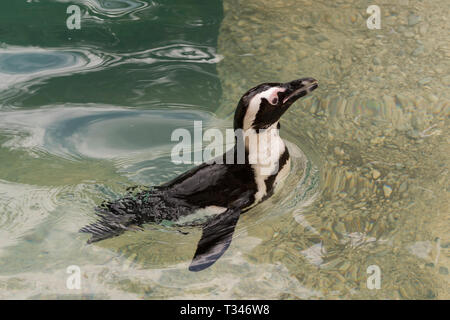 african penguin in a zoo in italy Stock Photo