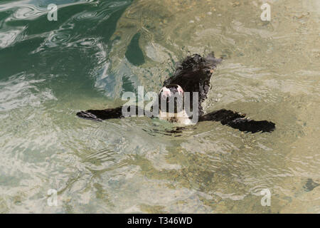 african penguin in a zoo in italy Stock Photo