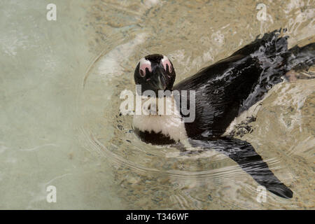 african penguin in a zoo in italy Stock Photo