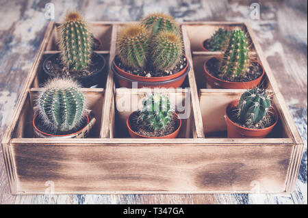 Cacti in wooden box. Photo of various types of cacti. Image toning Stock Photo