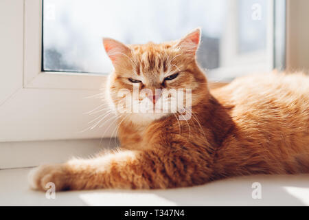 Ginger cat lying on empty bed at home in the morning. Pet enjoying sun. Kitten sleeping Stock Photo