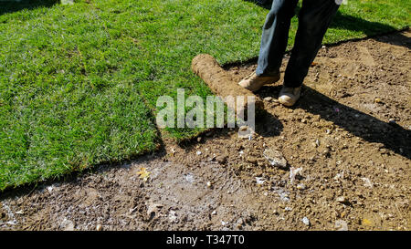 Gardener applying turf of roll green lawn grass in the backyard Stock Photo