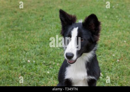 Cute yakutian laika puppy is sitting on a green meadow. Pet animals. Purebred dog. Stock Photo