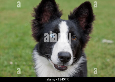 Portrait of cute yakutian laika puppy with different eyes. Close up. Pet animals. Purebred dog. Stock Photo