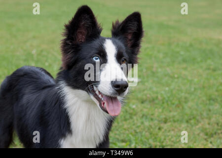 Cute yakutian laika puppy with different eyes. Pet animals. Purebred dog. Stock Photo