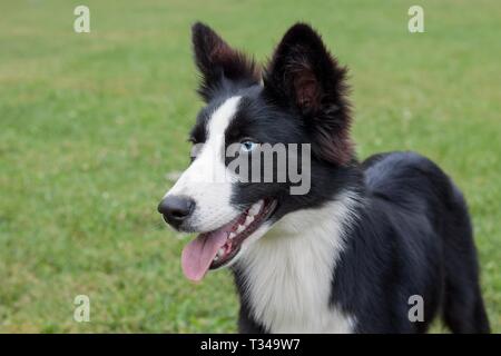 Cute yakutian laika puppy with different eyes is standing in the green grass. Pet animals. Purebred dog. Stock Photo