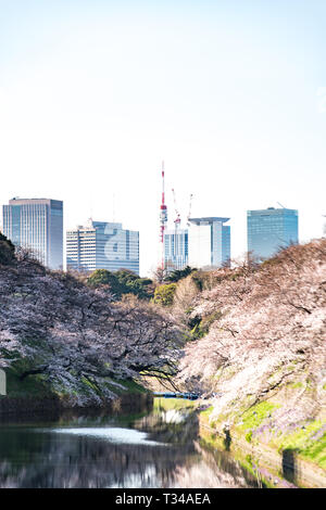 cherry blossom at chidori ga fuchi, tokyo, japan Stock Photo