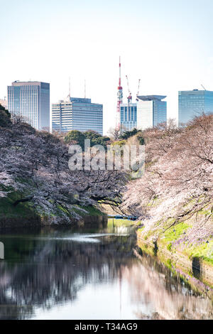 cherry blossom at chidori ga fuchi, tokyo, japan Stock Photo