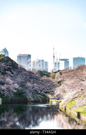 cherry blossom at chidori ga fuchi, tokyo, japan Stock Photo