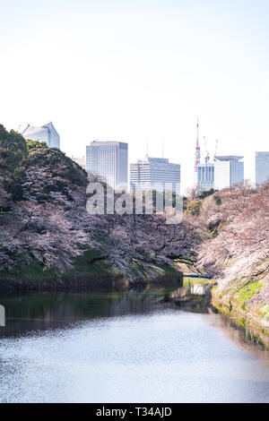 cherry blossom at chidori ga fuchi, tokyo, japan Stock Photo