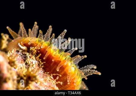 A tiny yellow cup coral with delicate tentacles shot with a super macro lens shows its intricate details and beautiful structure. Stock Photo