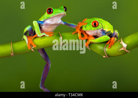 A red eyed tree frog being told not to say anything - 'keep that a secret', or maybe just to 'stop talking'  !  With Release. Stock Photo